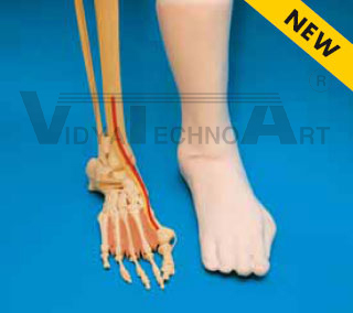 Hallux foot, fractured, structures, foam coat